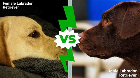 Male Vs Female Labrador: Which One Makes A Better Family Pet?