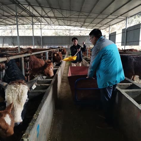 抓住“牛鼻子”，做大牛产业，带领群众过好“牛”日子_腾讯新闻