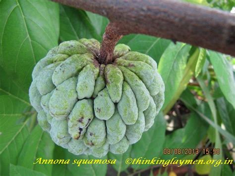 Medicinal Plant Details