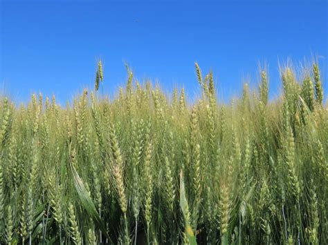 All Auction Sales | Pifer's Auction & Realty