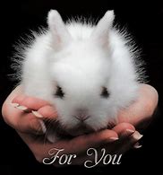 Image result for Cute Animals Bunny I Hand