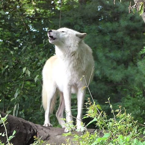 Image result for 51 Wolves Howling