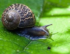 snail 的图像结果