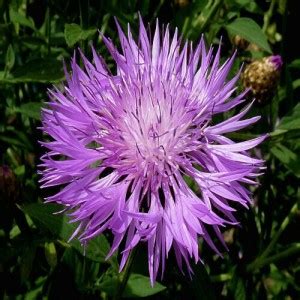 PMB Sweet Sultan Seed Price in India - Buy PMB Sweet Sultan Seed online ...