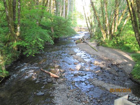 Gales Creek Campground Camping | The Dyrt