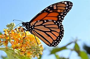 Image result for Monarch Butterfly Art Huge