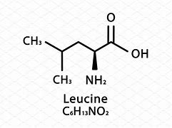 Image result for leucine