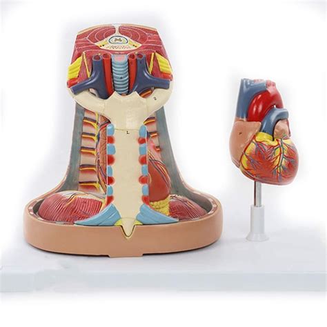 Buy XHLLX Human Mediastinum Model Study Model Educational Model Pleural ...