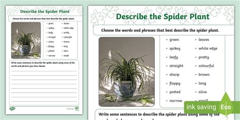 Describe the Spider Plant Worksheet (teacher made) - Twinkl