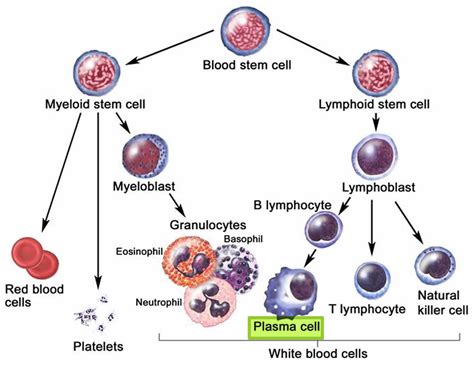 Multiple myeloma, causes, symptoms, diagnosis, newest treatment & prognosis - what happens when lymphocytes are high
