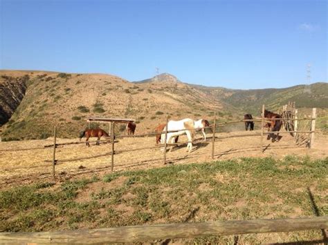 Pretty horses and wonderful people! - Reviews, Photos - All the Pretty ...