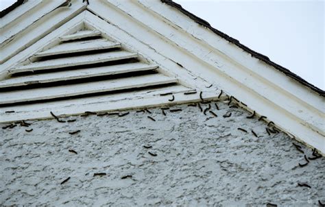 Attic Pest Control 的图像结果