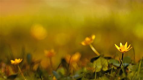 Image result for High Resolution Spring Backgrounds