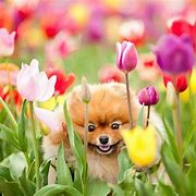 Image result for Spring Baby Animals Chicks