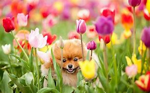 Image result for Spring Puppy Wallpaper