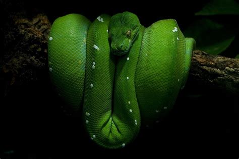 Image result for python green screen