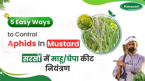 Mustard Aphid Control | Aphid Management with Katyayani DEMAT