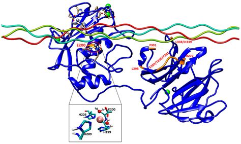 Effects of Mutations on Structure–Function Relationships of Matrix ...