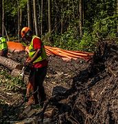 Image result for forestry