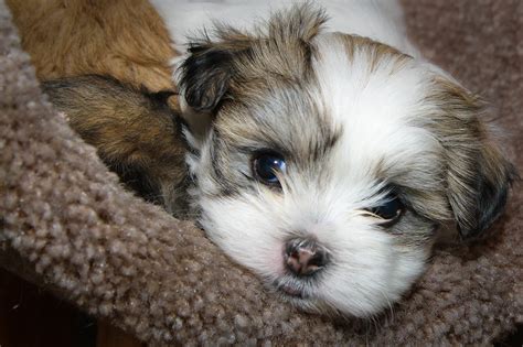 What Is Shih Tzu Maltese at Jenny Abate blog