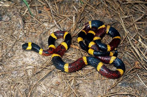 Gallery: Venomous or not: Can you identify these Texas snakes?