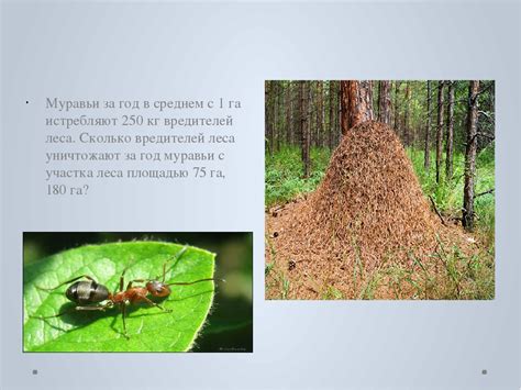 Сколько живут муравьи