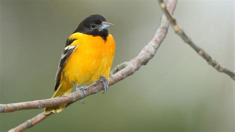 Northern Oriole photos and wallpapers. Collection of the Northern ...