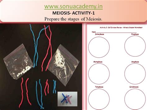 SONU ACADEMY: MEIOSIS - ACTIVITY 1