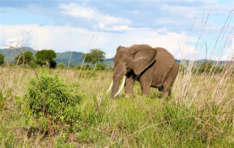 World Animal Protection partner Intrepid Travel announces end to ...