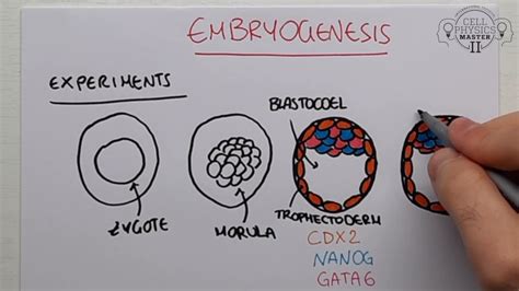 Image result for Embryogenesis Process