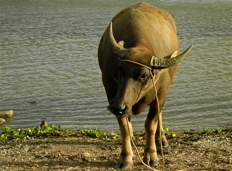 National Animal Of Philippines