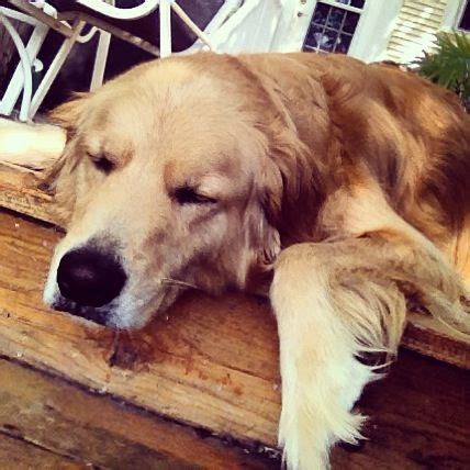 Tired boy | Dogs and puppies, Dogs, Cute puppies
