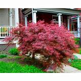 3 Gal. Crimson Queen Dwarf Japanese Maple Tree with India | Ubuy