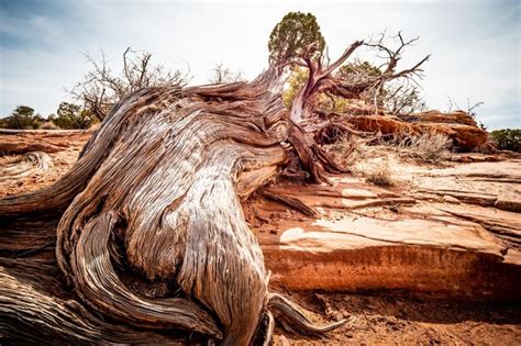 Image result for Old Fallen Tree Trunk