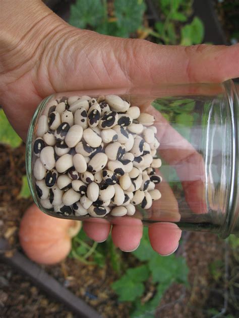 Growing Cowpeas (Black Eyed Peas) - Gardenerd