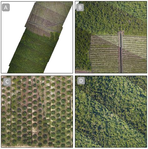 Regional Mapping of Plantation Extent Using Multisensor Imagery