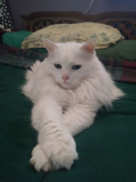 Turkish Turkish Angora Cats - Discover Their Unique Beauty