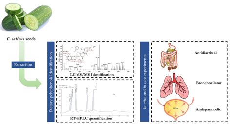 Possible Mechanisms Underlying the Antispasmodic, Bronchodilator, and ...