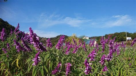 NISHINOSHO FUREAI NO SATO HERB GARDEN (2025) All You Need to Know ...