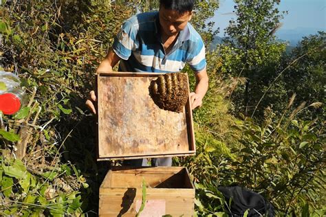 手绘蜜蜂和蜂窝元素素材下载-正版素材401213795-摄图网