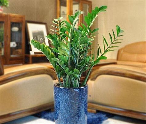 客厅放什么植物最吉祥,最适合放客厅的十种花,客厅十大招财植物_大山谷图库