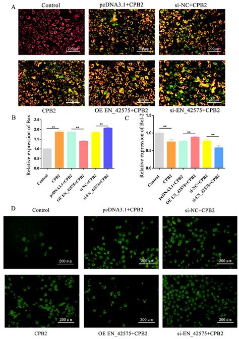 METTL3-Mediated LncRNA EN_42575 m6A Modification Alleviates CPB2 Toxin ...