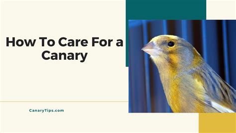 Image result for Canary Training Tips