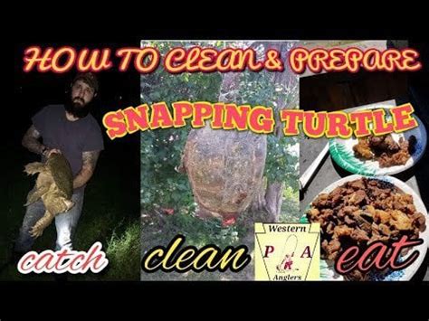 Image result for Catch Cook Clean Turtle