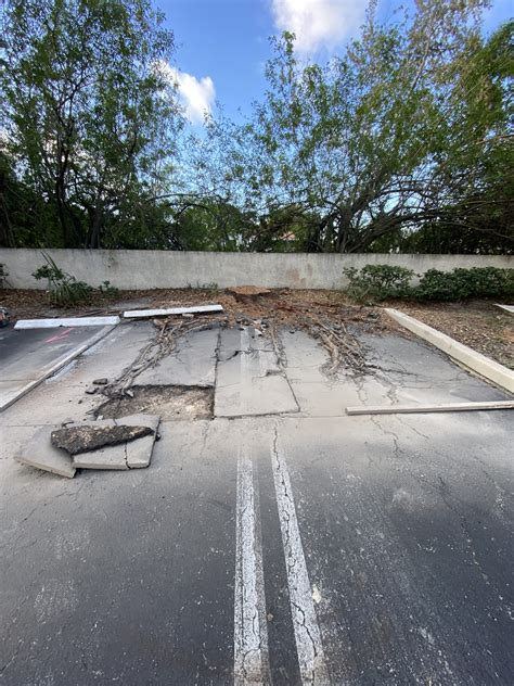 Image result for Tree Rot Damage Repair