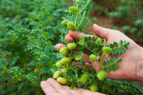 How to Grow Your Own Chickpea Plant