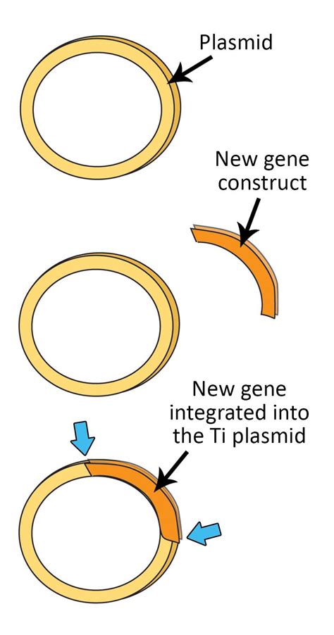Transformation Genetics 的图像结果
