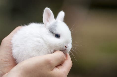 本土品种介绍——中国白兔|小宠品种-波奇网百科大全
