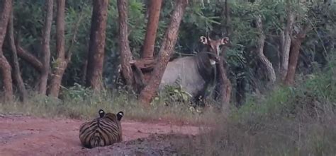 Tiger Sneaks Up On Nilgai In Viral Video