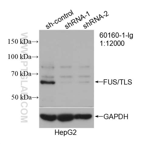 FUS/TLS antibody (60160-1-Ig) | Proteintech